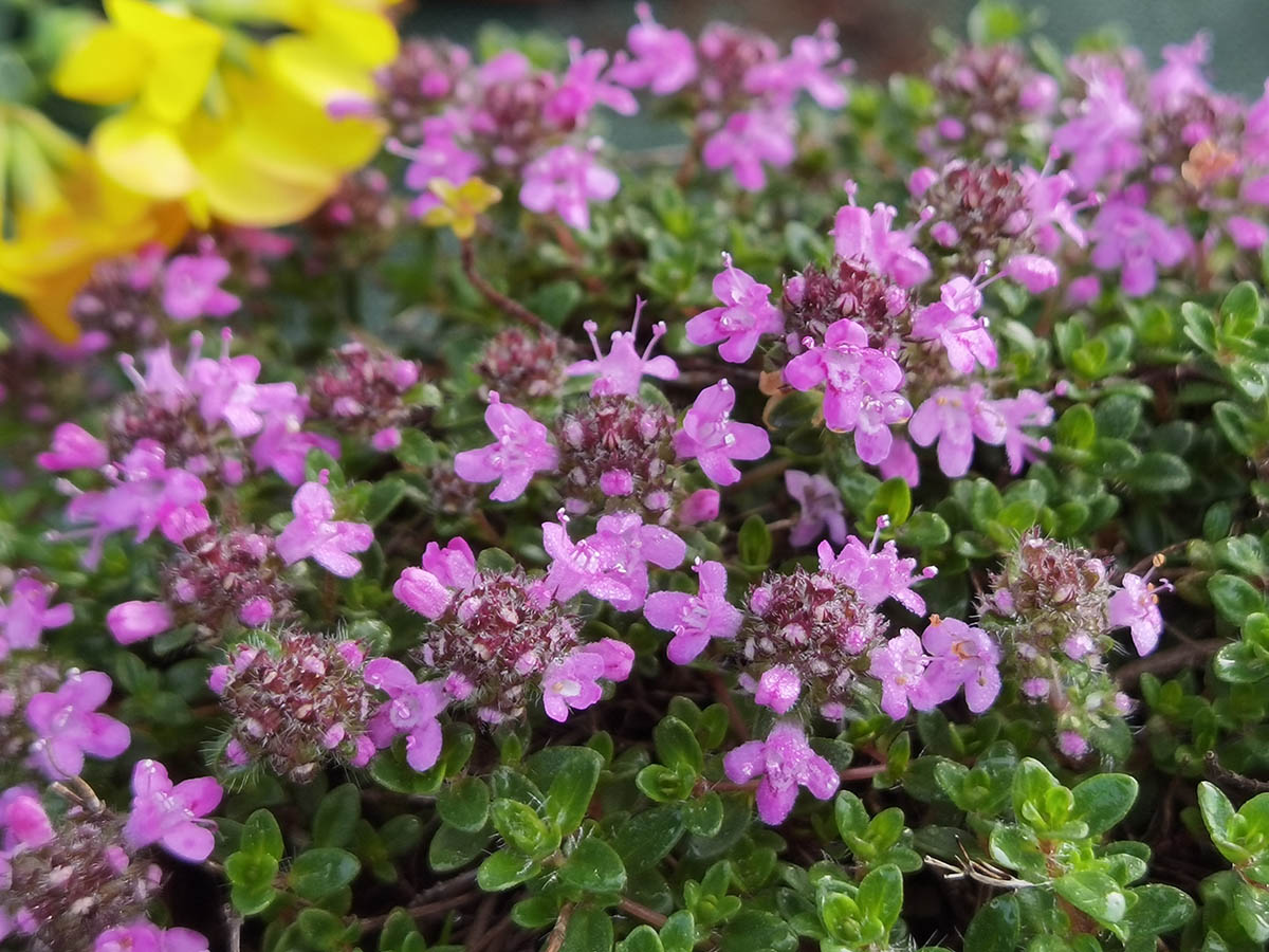 Thymus praecox 'Purple Beauty'